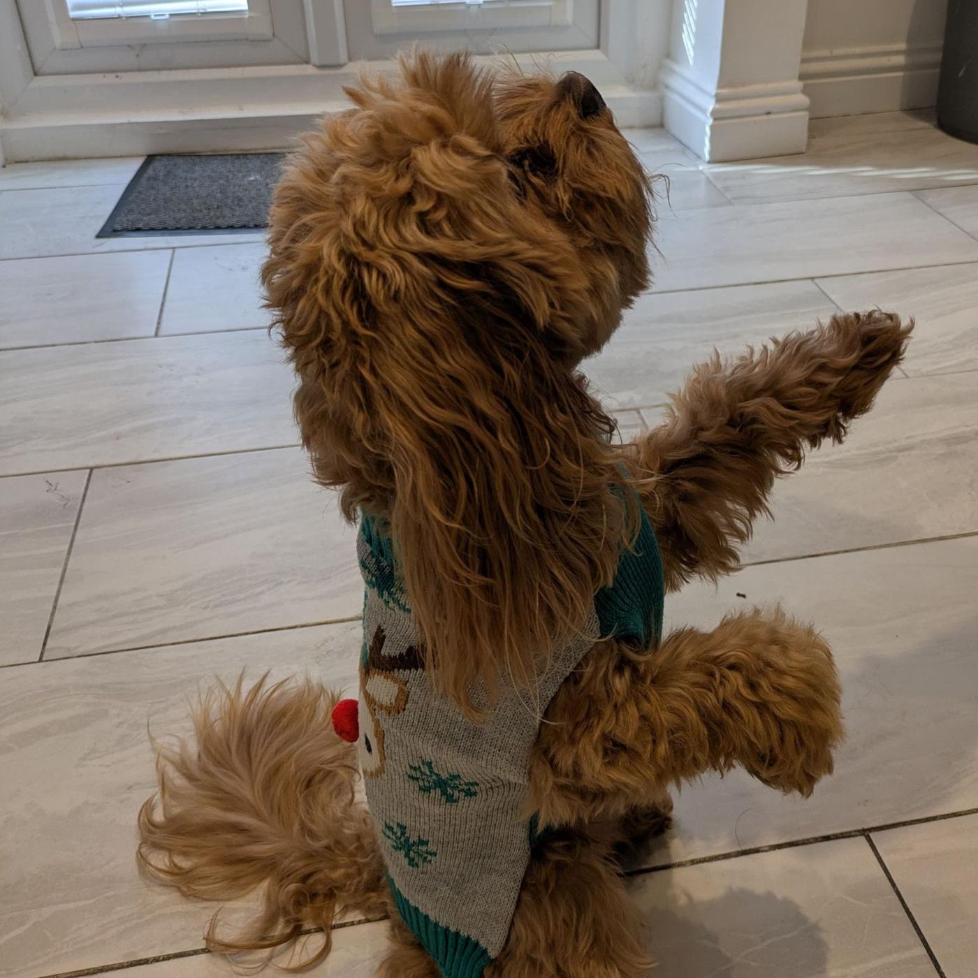 Therapy dog at Diverse Services, photo 3
