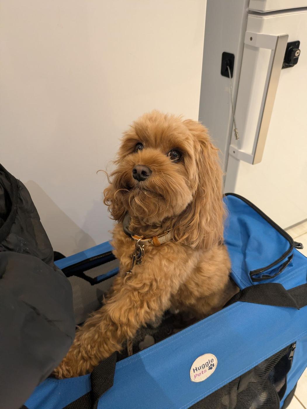 Therapy dog at Diverse Services, photo 2