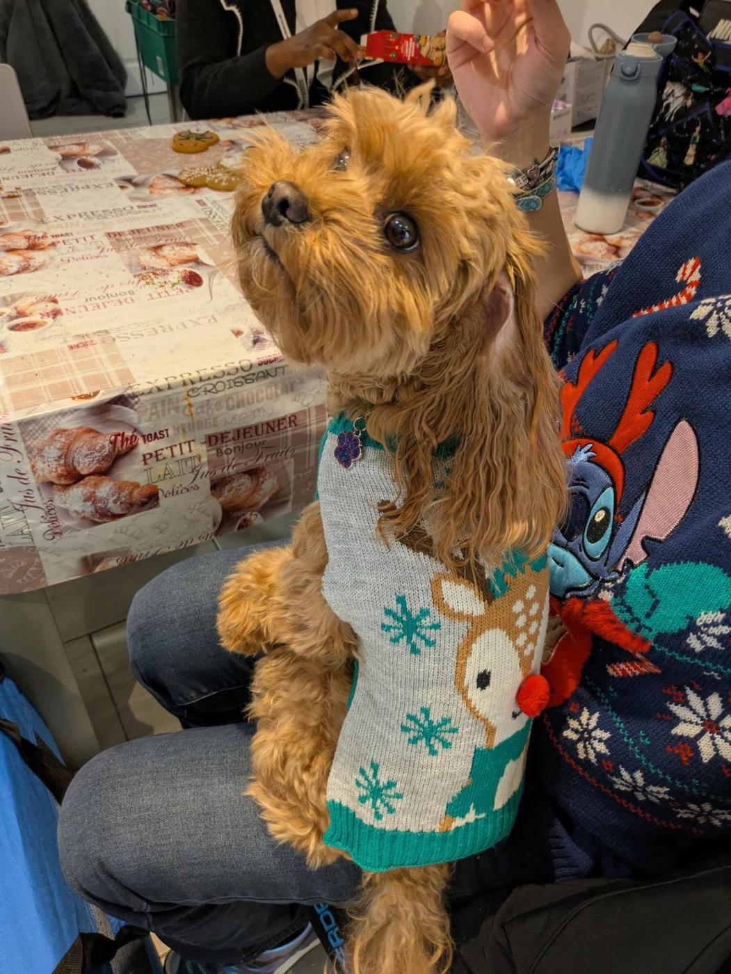 Therapy dog at Diverse Services, photo 4